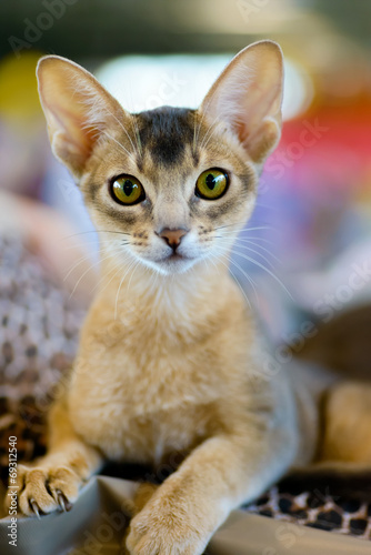 Fototapeta Naklejka Na Ścianę i Meble -  Abyssinian cat portrait
