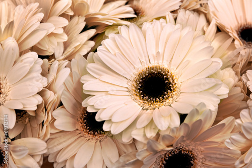 A bouquet of gerberas. Floral background.
