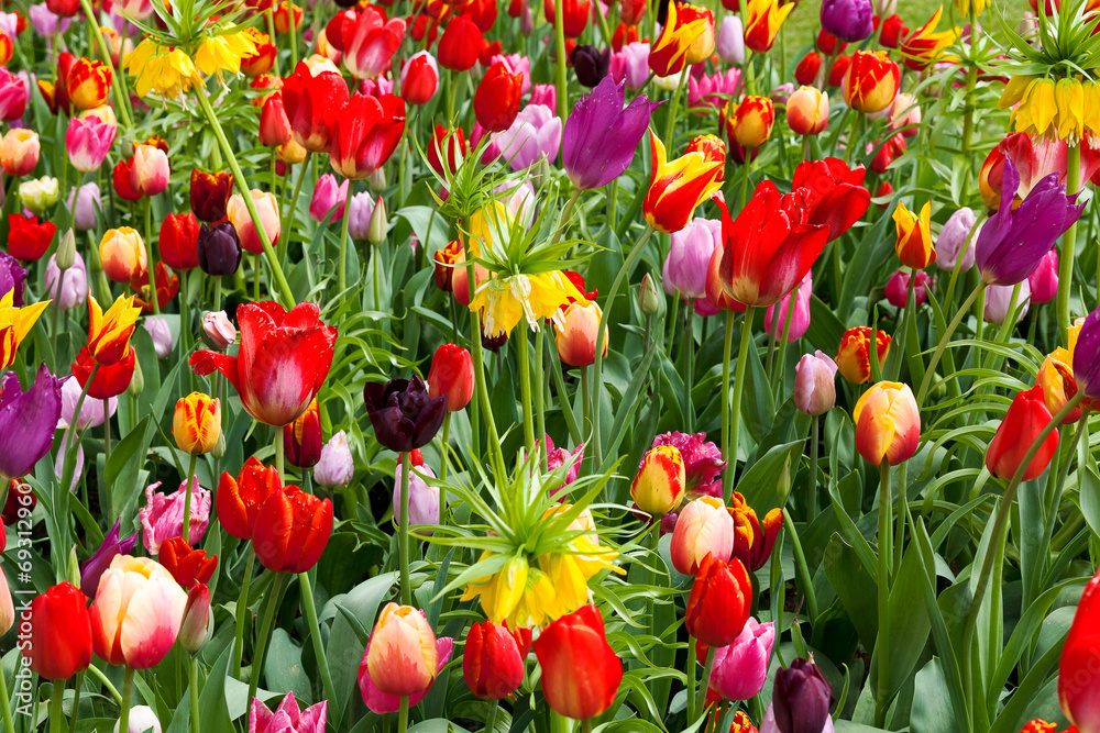 Colorful tulips in the park. - obrazy, fototapety, plakaty 