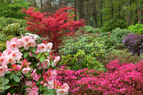 Azaleas in the spring park.