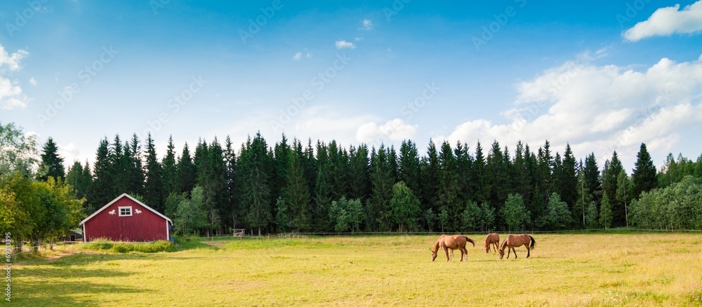 Fototapeta premium Horses on the farm
