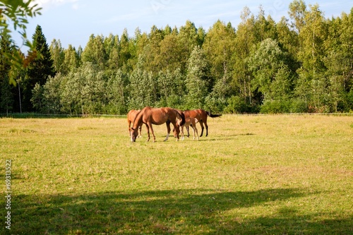 Horses on the farm