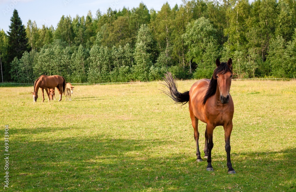 Obraz premium Horses on the farm