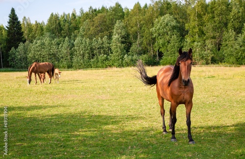 Horses on the farm © nblxer