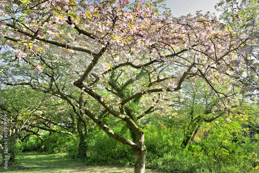 Cherry blossoms. Spring landscape. - obrazy, fototapety, plakaty 