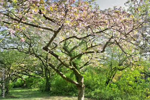 Cherry blossoms. Spring landscape.