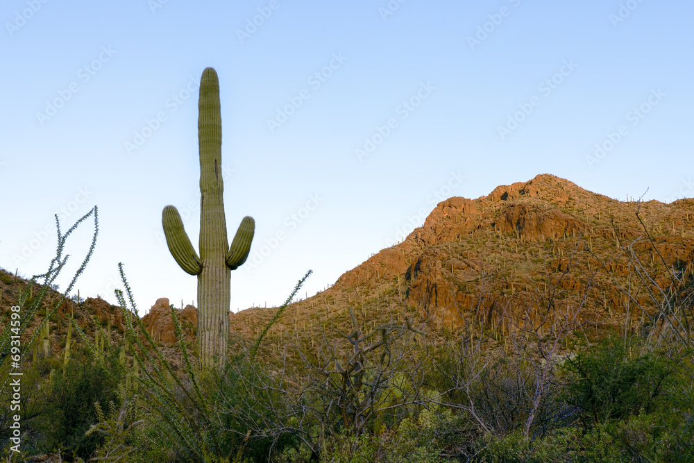 Saguaro Forest