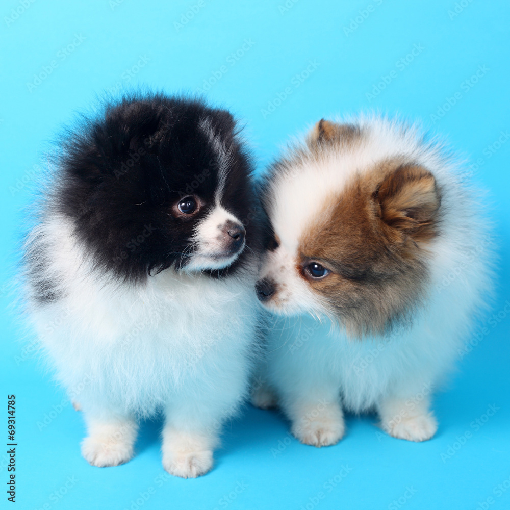 Spitz puppies Spitz puppies
