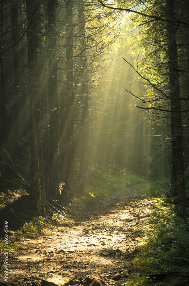 Beautiful morning in the forest with sunbeams.