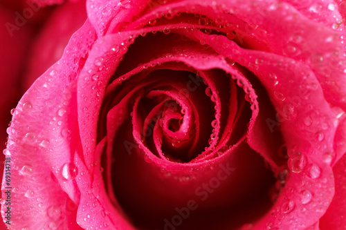 Fototapeta Naklejka Na Ścianę i Meble -  pink rose closeup