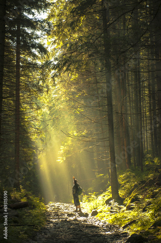 Beautiful morning in the forest with sunbeams.