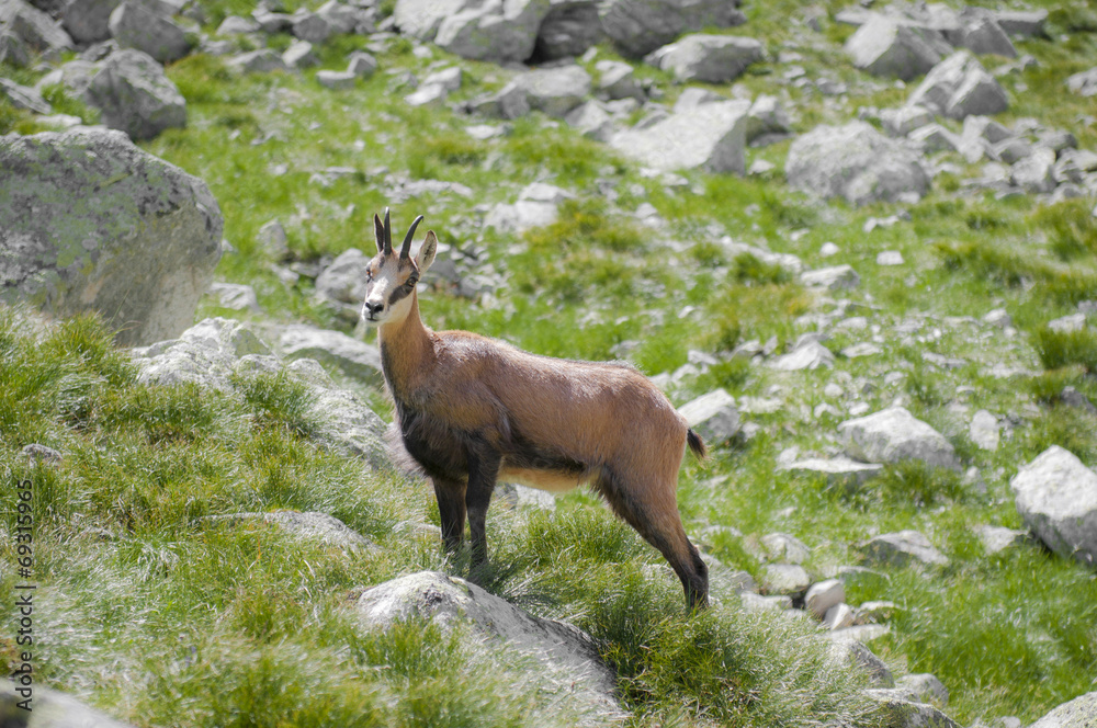 Tatra chamois