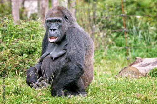 Gorille femelle de 44 ans © Pascal Martin