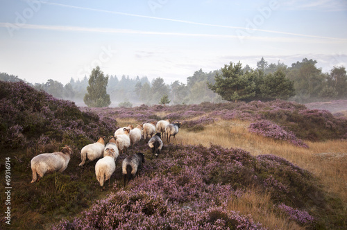 sheep on purple blooming heather