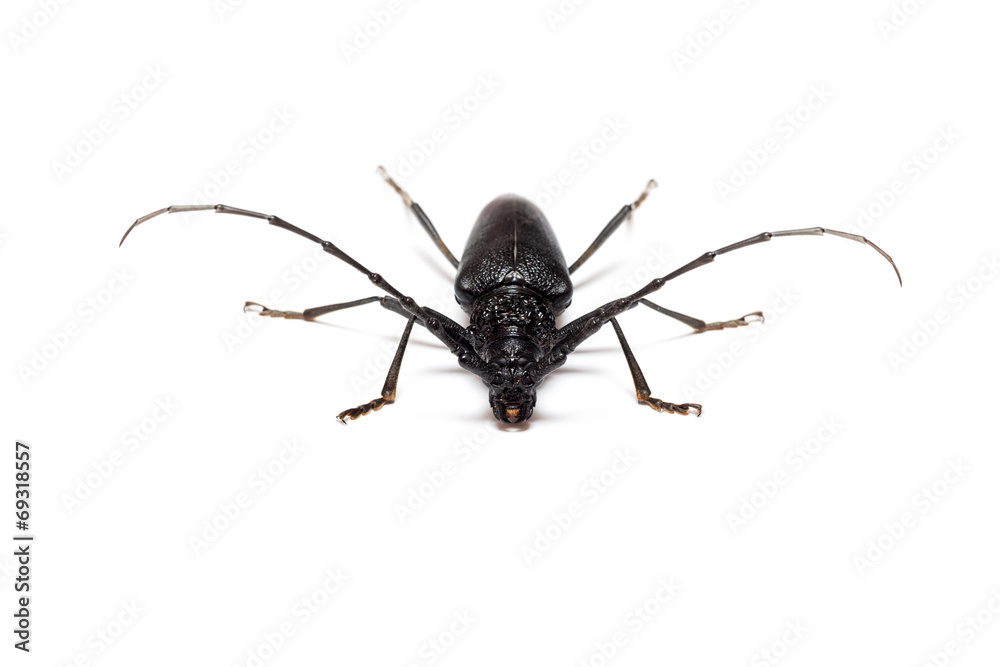 Cerambyx cerdo