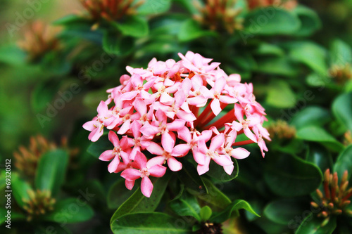 The flower on the tree in Thailand