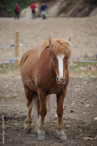 cheval islandais