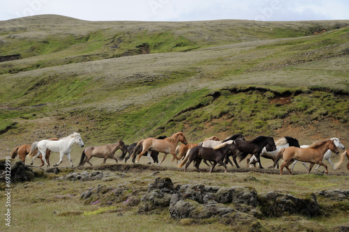 chevaux islandais et montagne verte