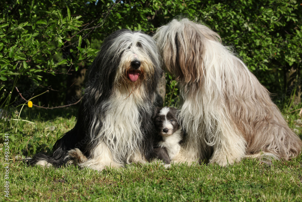 Bearded Collie sitting in the garden Bearded Collie sitting in the garden