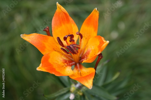 Lilium bulbiferum photo