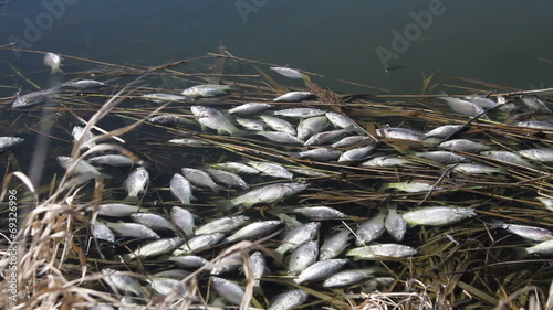 dead fish on the surface of a water