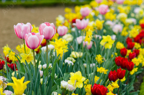 Tulip garden