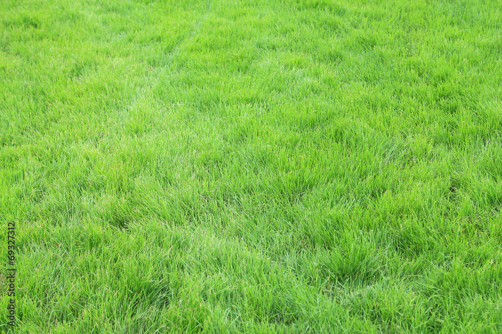 Fresh spring green grass Fresh spring green grass