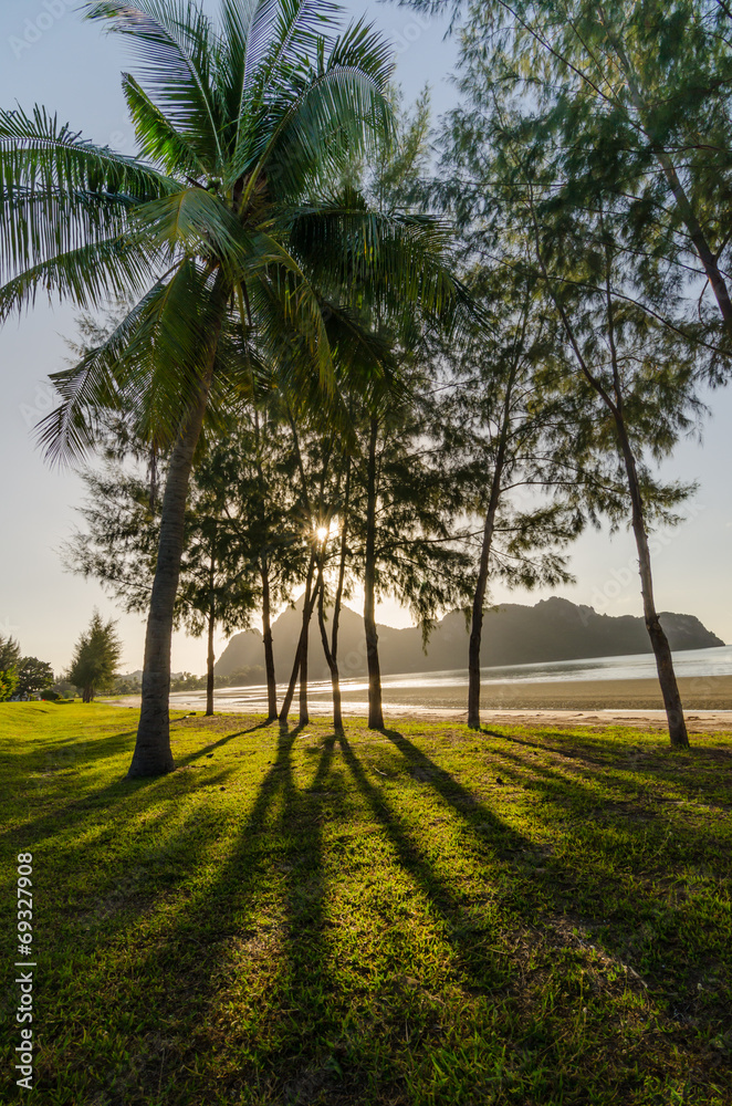 Fototapeta premium coconut tree and pine tree lay a shadow on grass on the beach