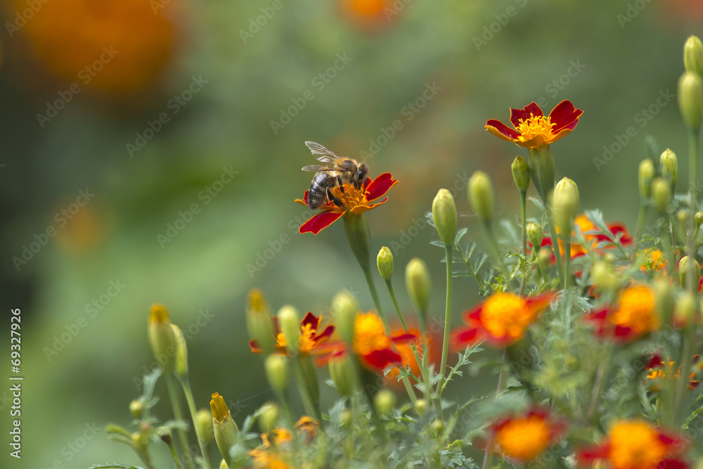 bee on flowers with disharp natural background bee on flowers with disharp natural background