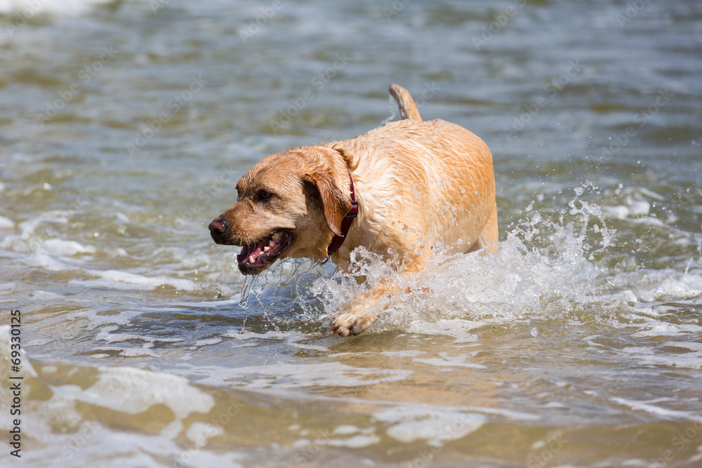 Labrador Retriever Hund läuft im Wasser am Strand entlang Labrador Retriever Hund läuft im Wasser am Strand entlang