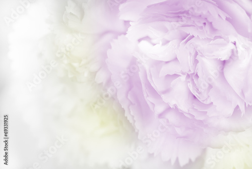 sweet color carnation in soft and blur style for background