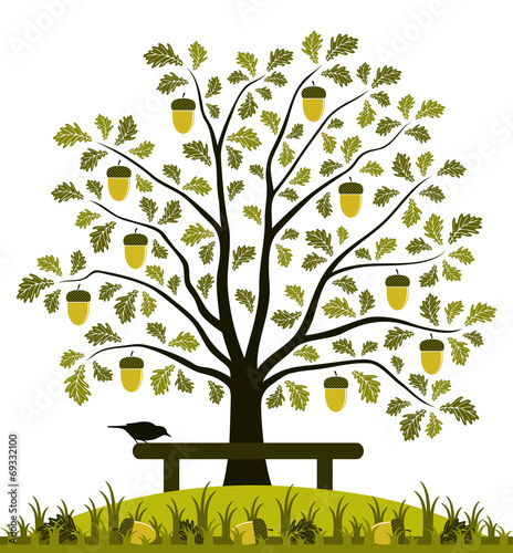 oak tree