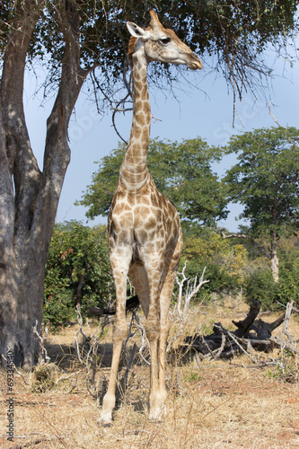 tall giraffe