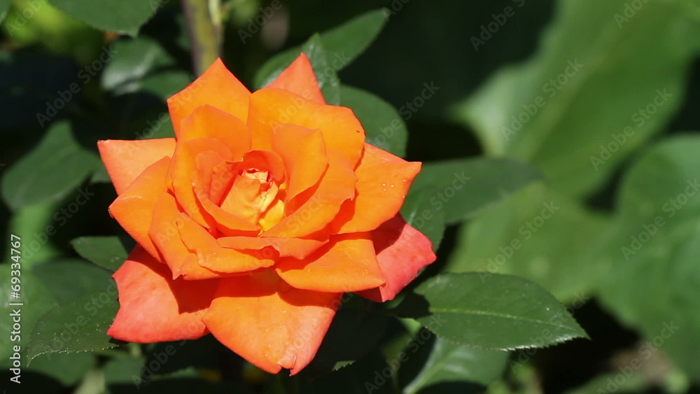 orange rose