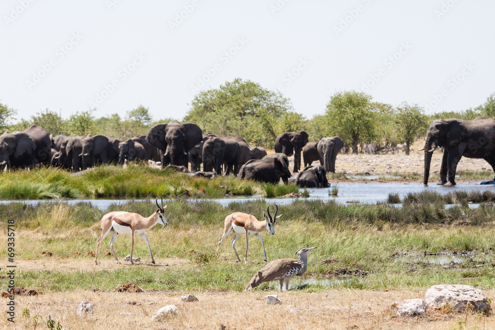 Elefanten (Loxodonta Africana) am Wasserloch