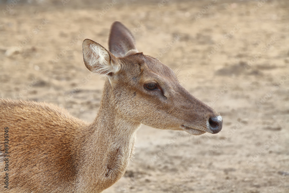 Wild deer in Seraya island