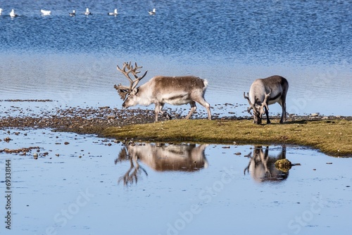 Tableau sur toile Wild reindeers by the lake - Spitsbergen