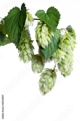 Bunch of hops photo