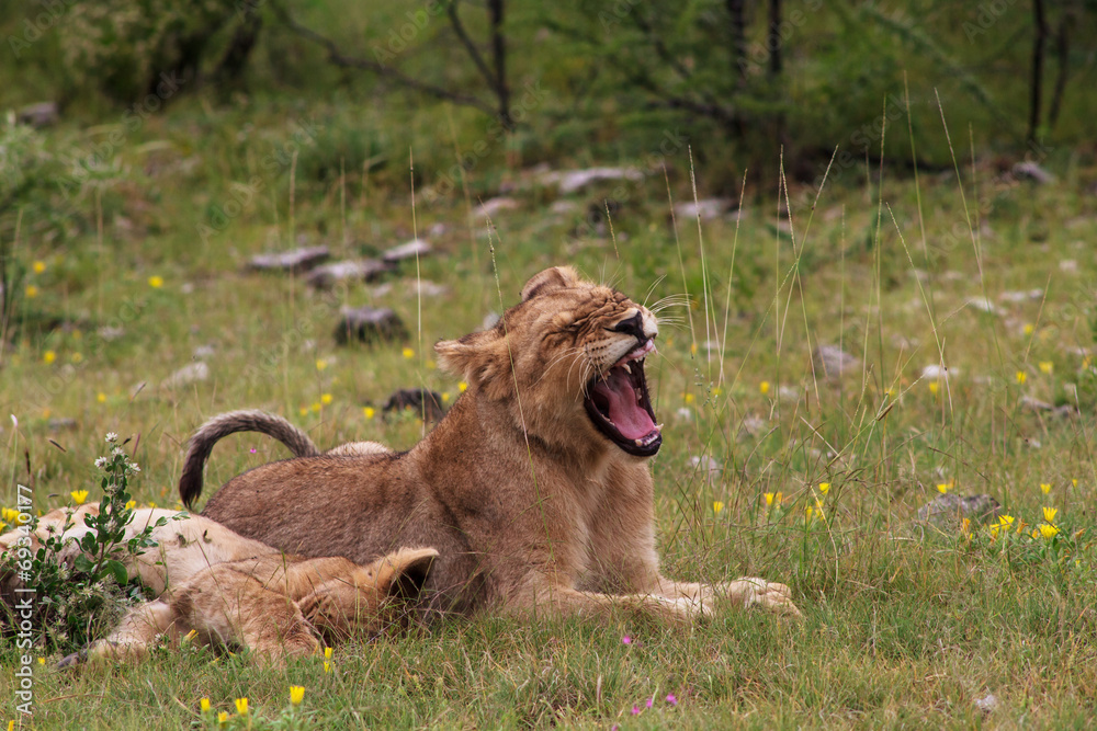 Naklejka premium Young lions relaxing