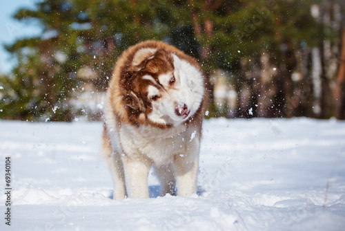 siberian husky dog shaking off snow