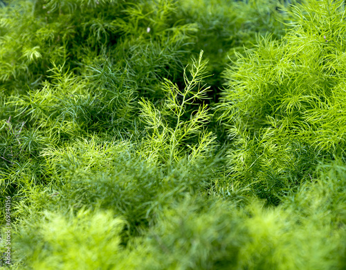 Shrubbery Grass for Decorate in garden at home.