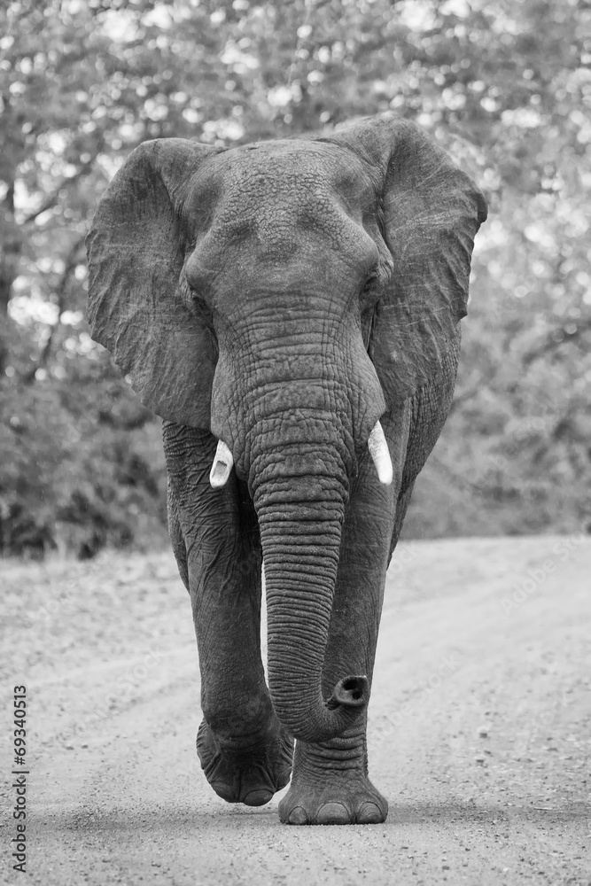 Naklejka premium Angry and dangerous elephant bull charge along dirt road artisti