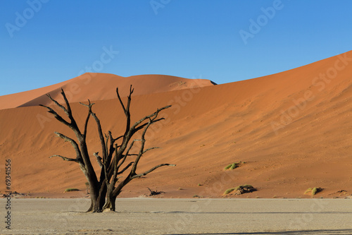 Dead tree and Red Sand Dunes