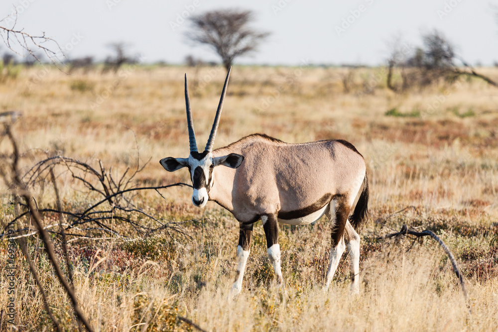 Oryx, Spießbock