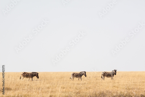 Zebras wandern durch die Savanne © mophoto