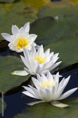 Three water lilies.