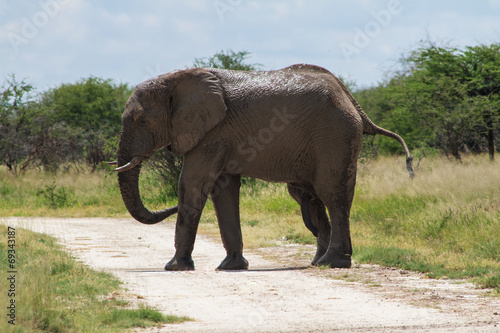 Adult male elephant crossing the road