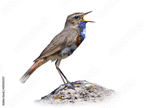 Bluethroat on white photo