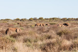 Elefantenherde (Loxodonta africana) im Dickicht