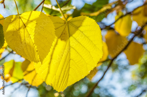 Yellow leaves of lime tree close up